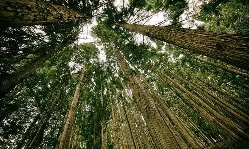 Jammu and Kashmir के वन क्षेत्र में पिछले दशक में उल्लेखनीय वृद्धि हुई