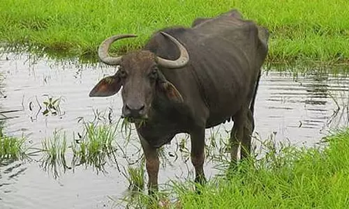 आटे में दबा कच्चा बम फटा : भैंसा गंभीर रूप से घायल आटे में दबा कच्चा बम फटा : भैंसा गंभीर रूप से घायल