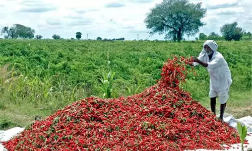 Andhra : मिर्च किसान को भारी नुकसान
