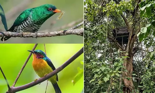 Assam का पनबारी रिजर्व फॉरेस्ट 16 साल बाद फिर से खुला