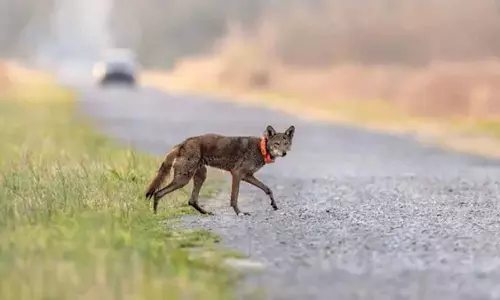 क्या सड़क सुरंगें अमेरिका के भेड़ियों की अंतिम जंगली आबादी को बचाने में सहायक?