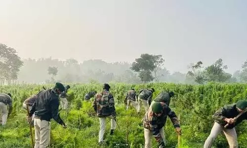 Tripura : असम राइफल्स ने ड्रग्स जब्त की, 3 करोड़ रुपये से अधिक मूल्य के भांग के बागान नष्ट किए