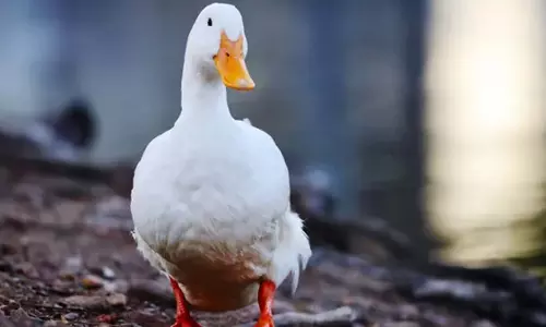 अमेरिका में पोल्ट्री में अत्यधिक रोगजनक H5N9 वायरस का पहला प्रकोप सामने आया अमेरिका में पोल्ट्री में अत्यधिक रोगजनक H5N9 वायरस का पहला प्रकोप सामने आया