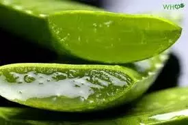 Aloe Vera: फटी एड़ियों से लेकर रूसी तक, एलोवेरा का इन तरीकों से करें इस्तेमाल