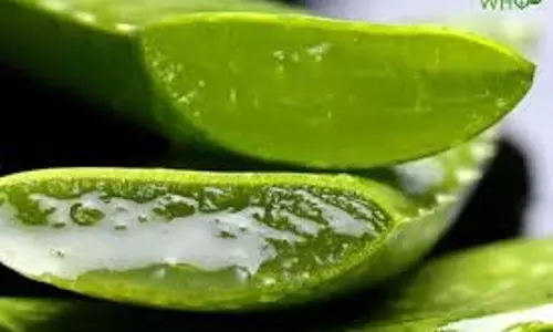 Aloe Vera: फटी एड़ियों से लेकर रूसी तक, एलोवेरा का इन तरीकों से करें इस्तेमाल Aloe Vera: फटी एड़ियों से लेकर रूसी तक, एलोवेरा का इन तरीकों से करें इस्तेमाल