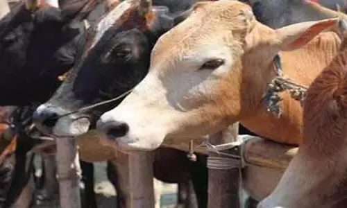 Tamil Nadu: मद्रास उच्च न्यायालय ने मवेशियों के सुरक्षित परिवहन के लिए दिशा-निर्देश जारी किए