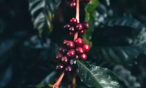 Kerala : कॉफी की कीमतें रिकॉर्ड ऊंचाई पर पहुंचीं Kerala : कॉफी की कीमतें रिकॉर्ड ऊंचाई पर पहुंचीं