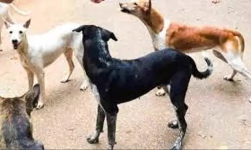 Haldwani: आवारा कुत्तों हमले से लड़की घायल Haldwani: आवारा कुत्तों हमले से लड़की घायल