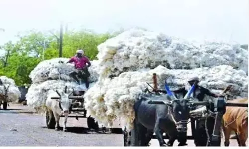कपास उत्पादन में Telangana तीसरे स्थान पर कपास उत्पादन में Telangana तीसरे स्थान पर