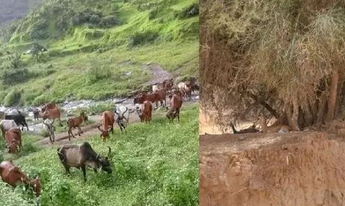 Jaipur : पाली के ग्राम जोजावर में गैर मुमकिन ओरण भूमि के नियम विरुद्ध हस्तान्तरण की जाँच करवाई