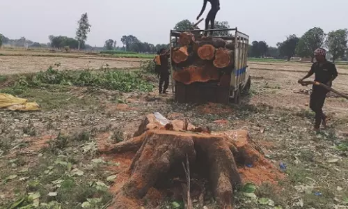 Farrukhabad: लकड़ी माफियाओं का खेल बेखौफ जारी
