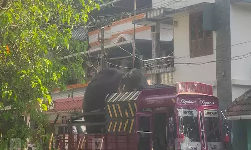 Kerala : मंदिर उत्सव के लिए लाए गए हाथी ने व्यक्ति को मार डाला Kerala : मंदिर उत्सव के लिए लाए गए हाथी ने व्यक्ति को मार डाला