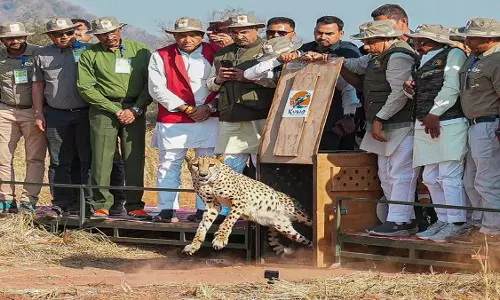 Madhya Pradesh के कुनो राष्ट्रीय उद्यान में 5 और चीते बाड़े से छोड़े गए