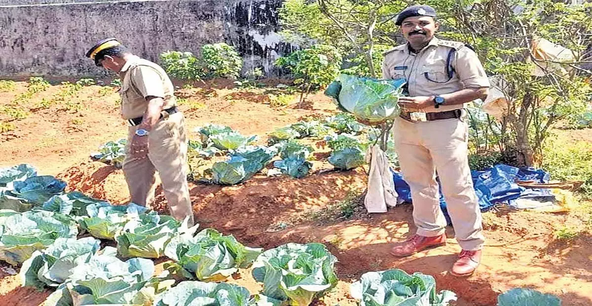 Kerala: वियूर जेल की खेती में 50 टन सब्जी की फसल की सफलता