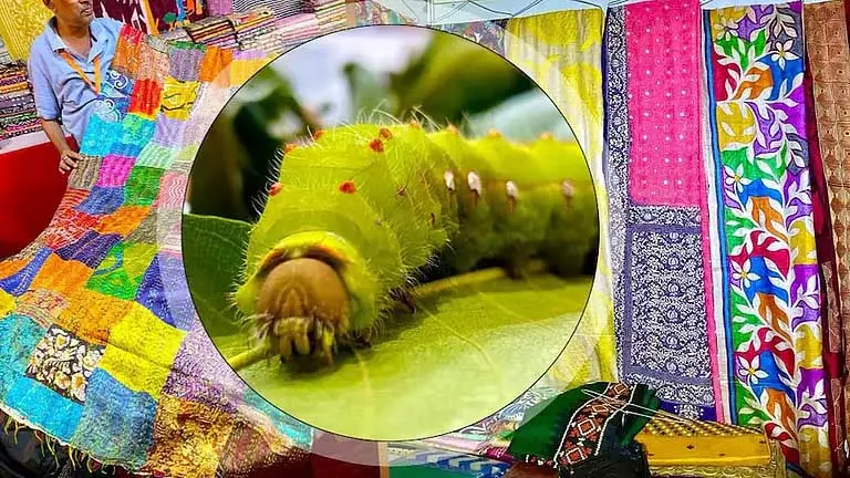 Kokrajhar में मुगा रेशम विज्ञान कृषि मेले का आयोजन किया Kokrajhar में मुगा रेशम विज्ञान कृषि मेले का आयोजन किया