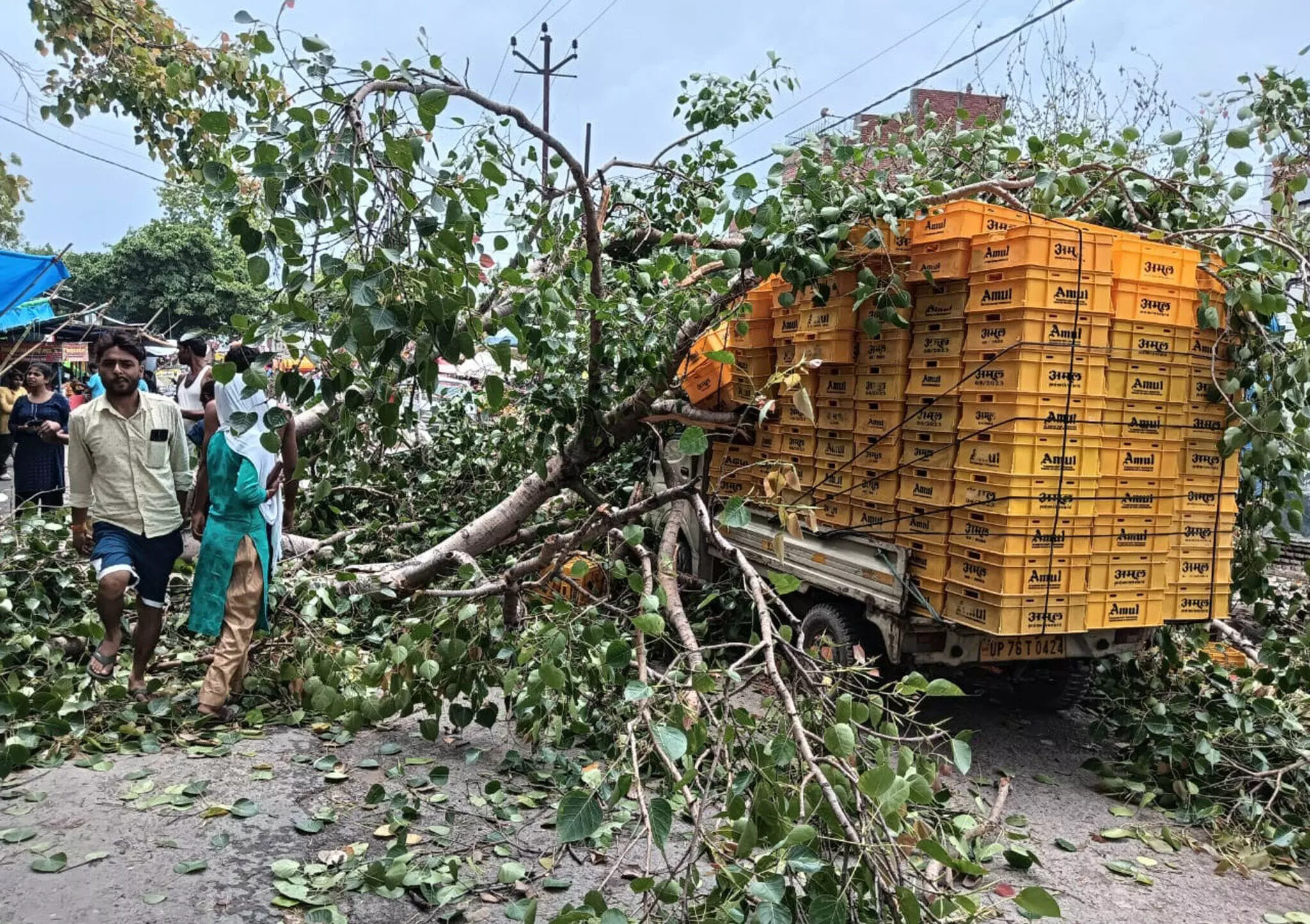 Farrukhabad: कचेहरी रोड पर पीपल के पेड़ की टहनी गिरने से दूध वाहन क्षतिग्रस्त