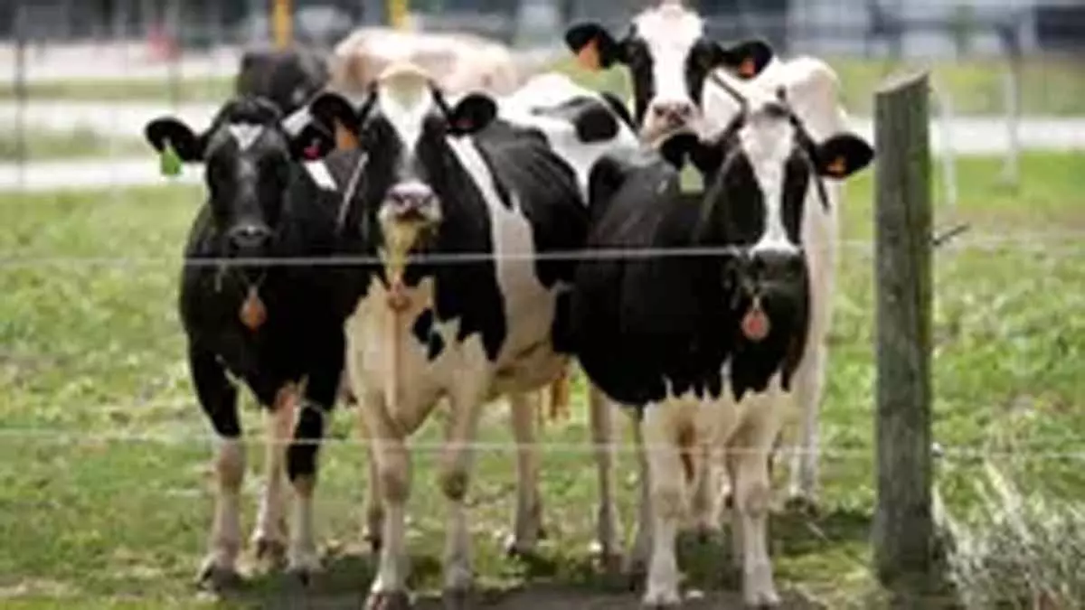 अमेरिकी डेयरी गायों में बर्ड फ्लू का दूसरा प्रकार पाया गया अमेरिकी डेयरी गायों में बर्ड फ्लू का दूसरा प्रकार पाया गया