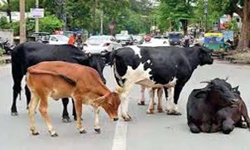 Himachal: नूरपुर में आवारा पशुओं का आतंक जारी Himachal: नूरपुर में आवारा पशुओं का आतंक जारी