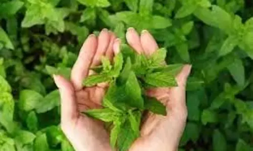 Health: सुबह-सुबह चबाएं औषधीय गुणों से भरपूर तुलसी के 4 पत्ते, कई समस्याएं होंगी दूर Health: सुबह-सुबह चबाएं औषधीय गुणों से भरपूर तुलसी के 4 पत्ते, कई समस्याएं होंगी दूर