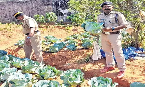 Kerala: वियूर जेल की खेती में 50 टन सब्जी की फसल की सफलता Kerala: वियूर जेल की खेती में 50 टन सब्जी की फसल की सफलता