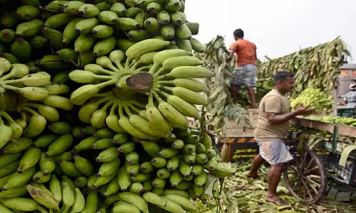 Tamil Nadu: सिरुमलाई केला किसानों ने कीटों के लगातार हमले की निंदा की Tamil Nadu: सिरुमलाई केला किसानों ने कीटों के लगातार हमले की निंदा की