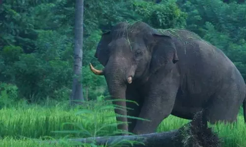 Kerala :  इडुक्की में जंगली हाथी के हमले में आदिवासी व्यक्ति की मौत