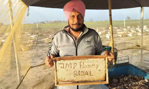 Punjab: मधुमक्खी पालकों को नुकसान का सामना करना पड़ रहा Punjab: मधुमक्खी पालकों को नुकसान का सामना करना पड़ रहा