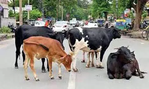 Nurpur में आवारा पशुओं का आतंक जारी Nurpur में आवारा पशुओं का आतंक जारी
