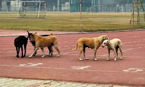 Haryana : करनाल में नगर निगम 10 फरवरी से आवारा कुत्तों की नसबंदी शुरू Haryana : करनाल में नगर निगम 10 फरवरी से आवारा कुत्तों की नसबंदी शुरू