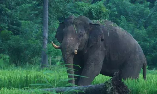Idukki में जंगली हाथी के हमले में आदिवासी व्यक्ति की मौत Idukki में जंगली हाथी के हमले में आदिवासी व्यक्ति की मौत