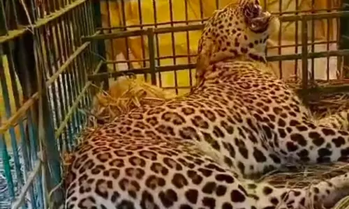 Lakhimpur Kheri: वन विभाग ने दहशत फैलाने वाले तेंदुआ को पिंजरे में कैद दिया