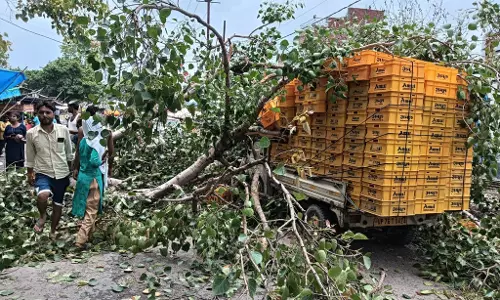 Farrukhabad: कचेहरी रोड पर पीपल के पेड़ की टहनी गिरने से दूध वाहन क्षतिग्रस्त