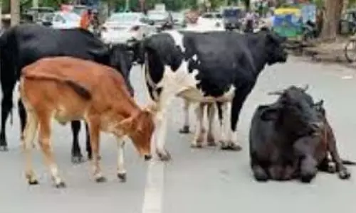 GOA: सरकार सड़कों पर आवारा पशुओं के लिए डेयरी किसानों को दंडित करेगी