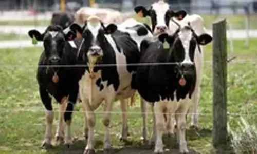 अमेरिकी डेयरी गायों में बर्ड फ्लू का दूसरा प्रकार पाया गया
