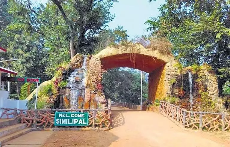 Odisha: सिमिलिपाल टाइगर रिजर्व ने जंगल की आग को रोकने के लिए 50 दस्ते तैयार