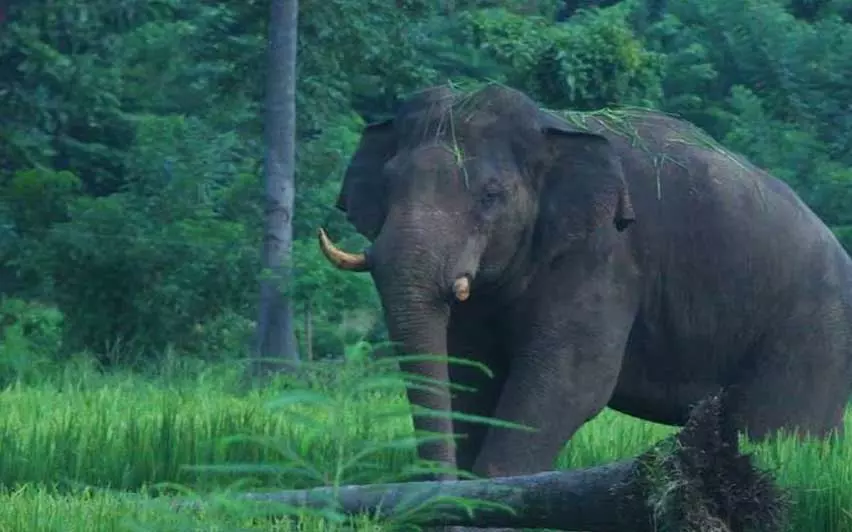 Kerala : इडुक्की में जंगली हाथी के हमले में आदिवासी व्यक्ति की मौत Kerala : इडुक्की में जंगली हाथी के हमले में आदिवासी व्यक्ति की मौत