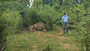 Latehar: संदिग्‍ध अवस्‍था में मिला हाथी का शव, जांच करने पहुंची टीम