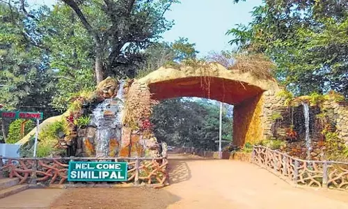 Odisha: सिमिलिपाल टाइगर रिजर्व ने 50 दस्ते तैयार किए Odisha: सिमिलिपाल टाइगर रिजर्व ने 50 दस्ते तैयार किए