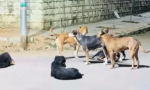 Telangana: पागल कुत्ते ने 5 लोगों पर किया हमला Telangana: पागल कुत्ते ने 5 लोगों पर किया हमला