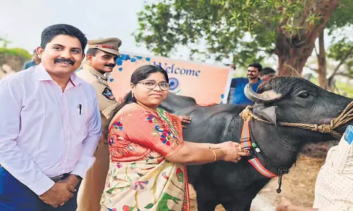 Andhra: आंध्र प्रदेश ने मवेशियों के लिए रेडियम बेल्ट पहल शुरू की