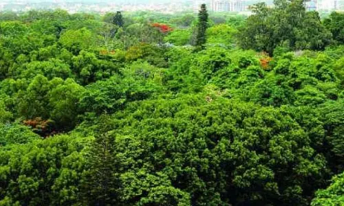 Machilipatnam में वनकर्मियों ने मैंग्रोव बहाली का काम शुरू किया Machilipatnam में वनकर्मियों ने मैंग्रोव बहाली का काम शुरू किया