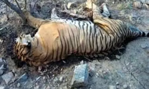 Umaria: खेत में बिछाए गए करंट की चपेट में बाघ की मौत, शिकारी गिरफ्तार Umaria: खेत में बिछाए गए करंट की चपेट में बाघ की मौत, शिकारी गिरफ्तार