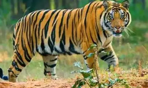 बाघ के हमले से गाय की मौत, खैरागढ़ में वन विभाग अलर्ट