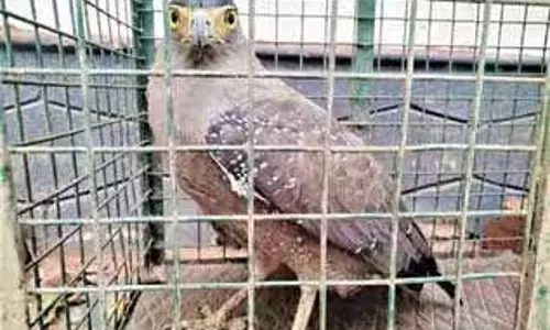 Kerala के नीलेश्वर में समस्या पैदा करने वाले बाज की साथी के साथ वापसी Kerala के नीलेश्वर में समस्या पैदा करने वाले बाज की साथी के साथ वापसी