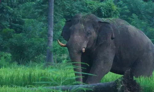 Kerala :  इडुक्की में जंगली हाथी के हमले में आदिवासी व्यक्ति की मौत