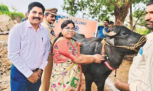 Odisha: पशुओं के लिए रेडियम बेल्ट का उपयोग कर दुर्घटनाओं को रोकें Odisha: पशुओं के लिए रेडियम बेल्ट का उपयोग कर दुर्घटनाओं को रोकें