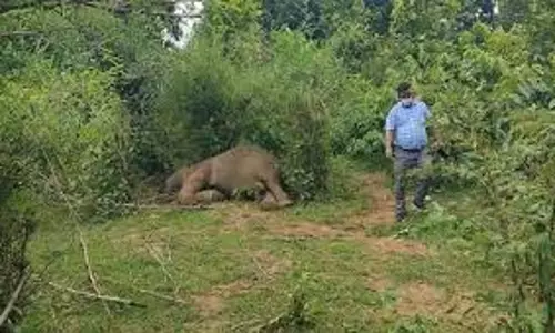 Latehar: संदिग्‍ध अवस्‍था में मिला हाथी का शव, जांच करने पहुंची टीम