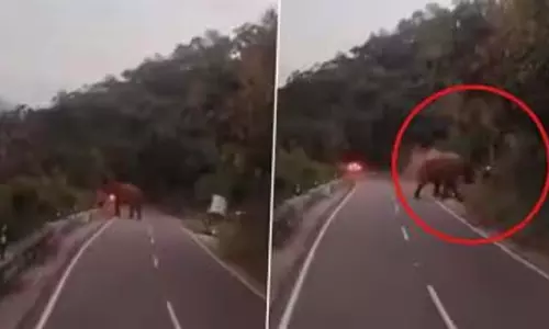 चेतावनी को नज़रअंदाज़ करना पड़ा भारी, बाइक सवार को हाथी ने कुचलकर मार डाला