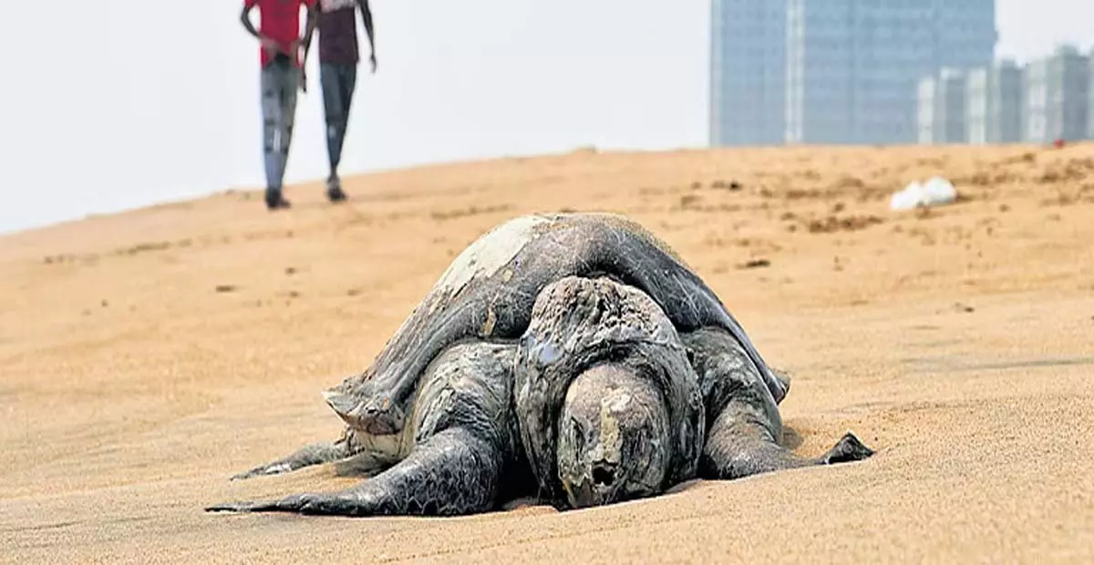 Tamil Nadu: ऑलिव रिडले की मौत के मामले में 30 ट्रॉलर जब्त Tamil Nadu: ऑलिव रिडले की मौत के मामले में 30 ट्रॉलर जब्त