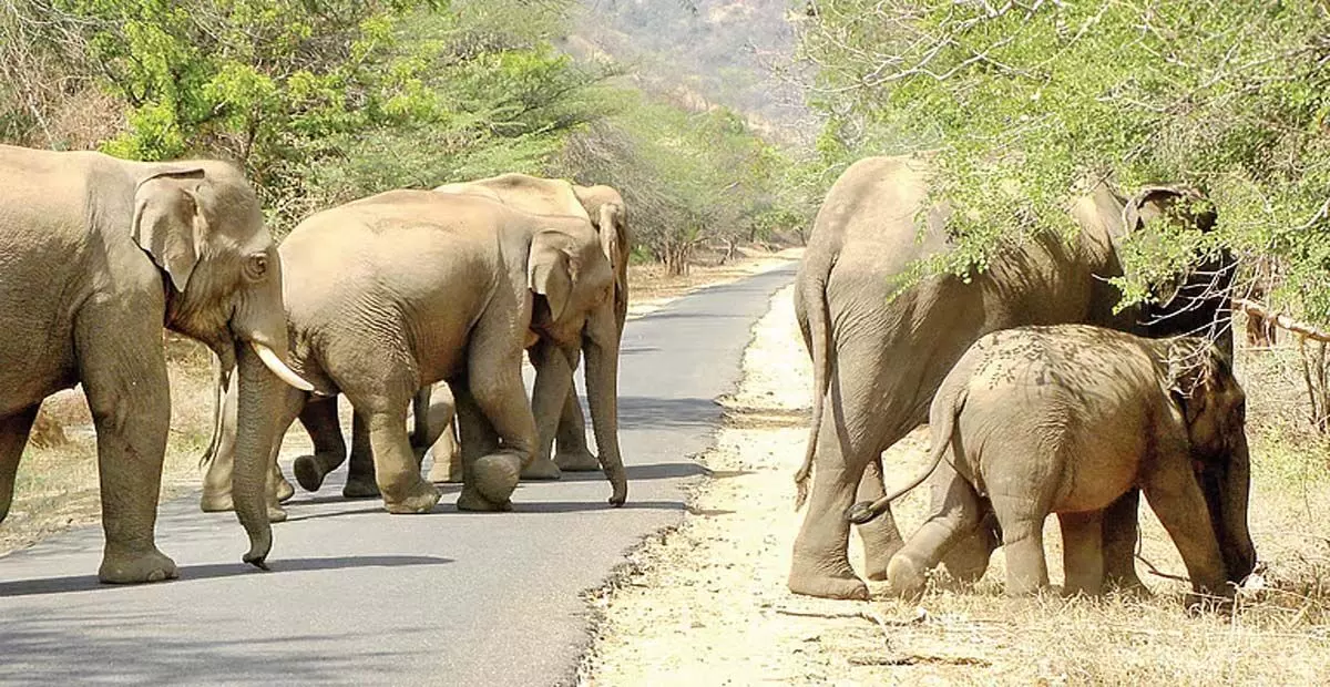 Tamil Nadu: तमिलनाडु में हाथी गलियारे पर अध्ययन से परेशानी कम होगी